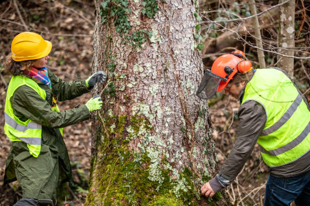 Best Tree Preservation Services  in Lake Ssota, WI